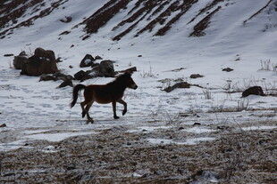 雪地中奔跑的黑色骏马
