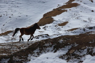 雪地中独行的骏马