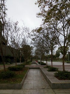 城市林荫步道景观