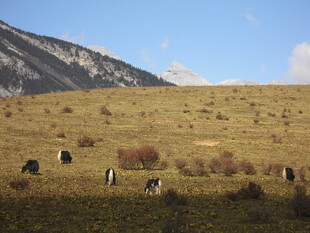 草原上的牛群与远山风光