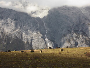 山间草原上的牛群风景