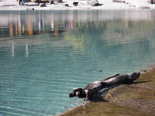 岸边休憩的海豹