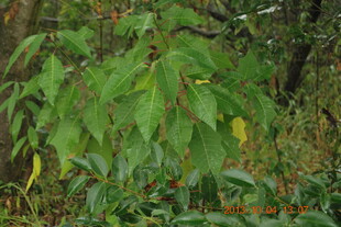绿叶繁茂的植物景观