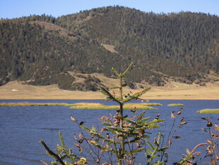 湖畔山景中的鲜艳花枝