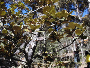 秋日山林中的斑驳树叶