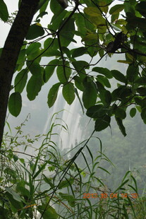 透过枝叶望远处瀑布