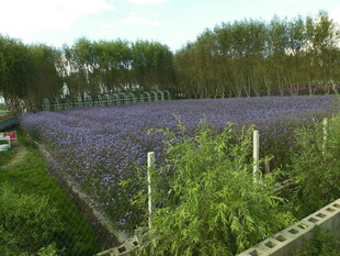 紫色薰衣草花田美景