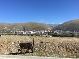 田野边的毛驴与远山风景