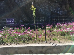 路边多彩花丛中的小树