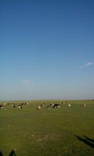 草原风光 广袤绿野