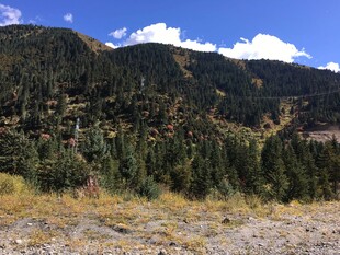 山间美景 葱郁林木与蓝天