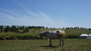 草原上的牛与远处帐篷