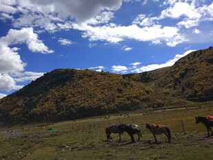 草原骏马与蓝天白云