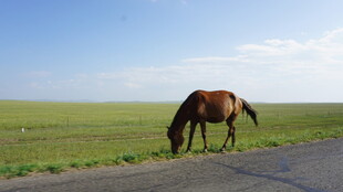 公路边草原上低头吃草的马