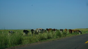 公路旁牛群漫步