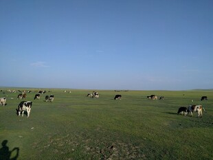 草原上的牛群悠然吃草
