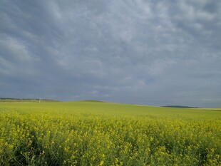 金黄花海与阴沉天空