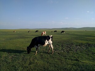 草原上悠闲吃草的奶牛