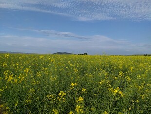 金黄油菜花田 蓝天美景