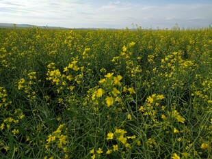 金黄油菜花田美景