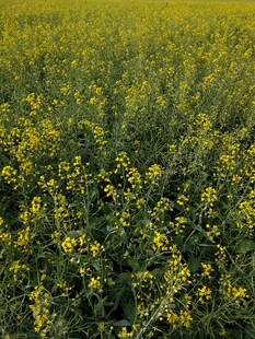 金黄油菜花田美景