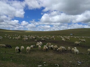 草原羊群 蓝天白云下的牧景