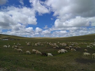 草原羊群 蓝天白云下