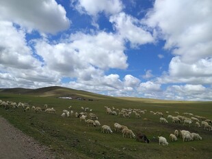 草原羊群漫步蓝天白云下