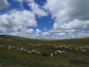 草原羊群蓝天白云美景