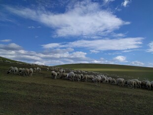 草原羊群漫步蓝天之下