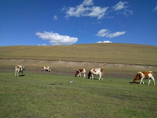 草原上悠闲吃草的牛群