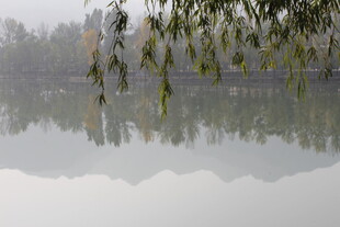 湖畔垂柳倒映宁静湖景