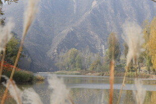 湖畔芦苇与远山美景