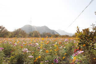 山间绚烂花田美景