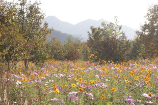 多彩花田 自然田园美景