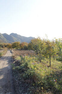 山间果园小路风景