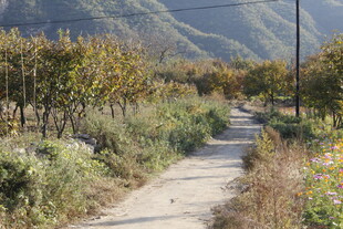 山间小径旁的多彩植物