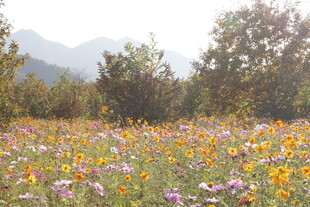 多彩野花盛开的美丽原野