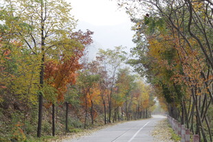 秋日林间小路美景