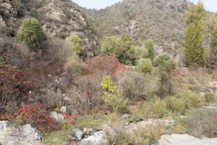 山间多彩植被景观