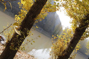 秋日河畔树木景致