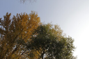 秋日树梢与明朗天空