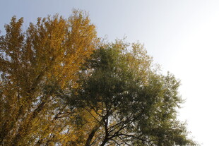 秋日多彩树木景观