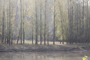 林间河畔的静谧自然景致