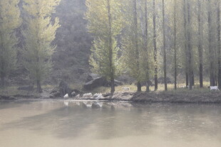 河畔树林中的静谧景象