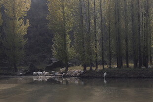 林间河畔的静谧自然景致