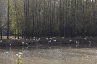 湿地群鸟栖息景象