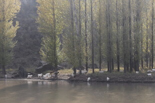 湖畔垂柳下的静谧景致