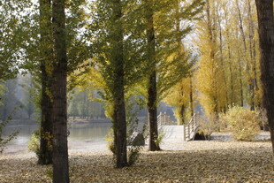 秋日林间静谧湖畔风光