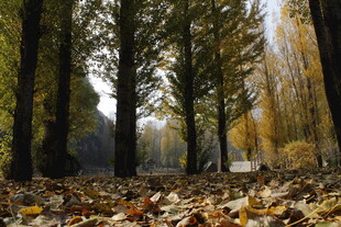 秋日林间落叶美景